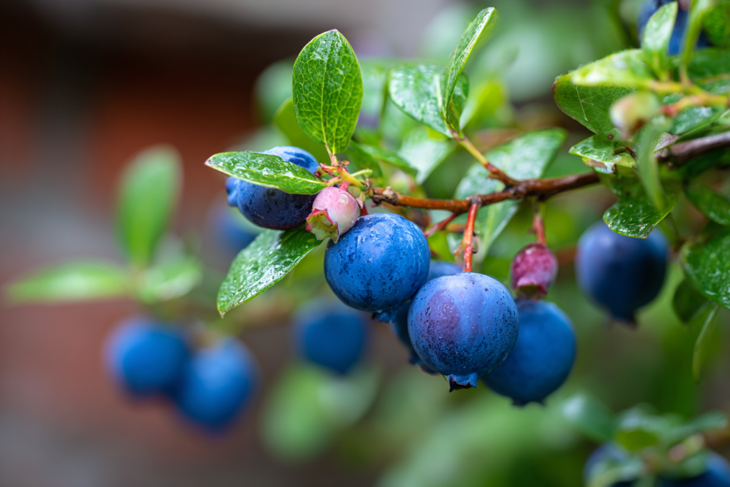 A healthy bush for growing blueberries in a home garden