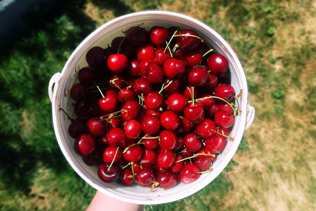 A fresh harvest of sweet red fruit, the end result of growing cherry trees at home.