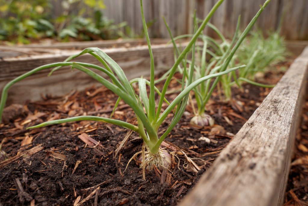Step by step demonstration of how to grow garlic in home garden soil